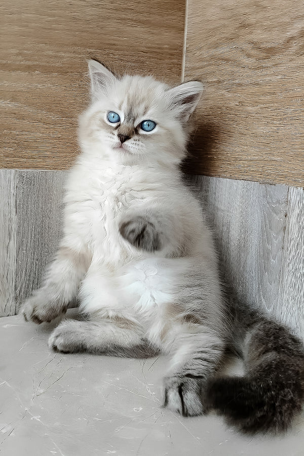 Fluffy cream-colored siberian kitten named Evita with striking blue eyes and soft long fur sitting calmly