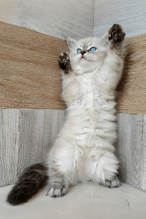 Fluffy white and gray siberian kitten with striking blue eyes standing on hind legs against wooden wall