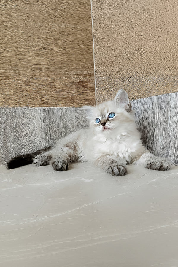 A fluffy silver tabby siberian kitten with blue eyes and a black-tipped tail lounges on a light surface