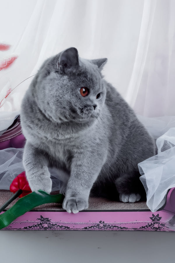 Evseya | British Shorthair Kitten