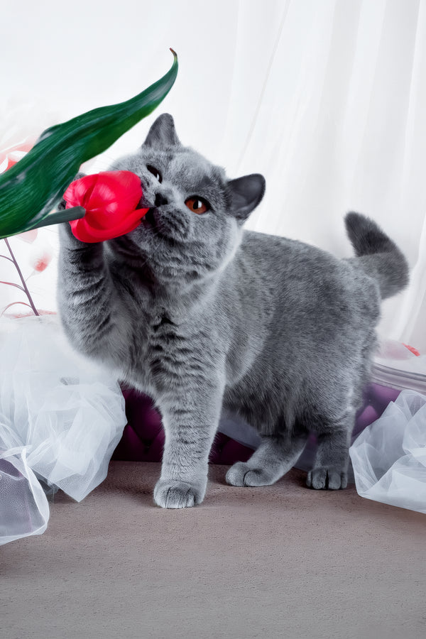 Evseya | British Shorthair Kitten