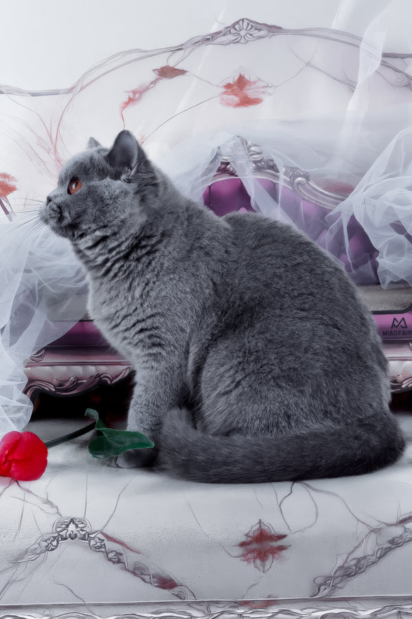 Evseya | British Shorthair Kitten