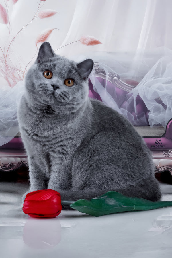 Evseya | British Shorthair Kitten