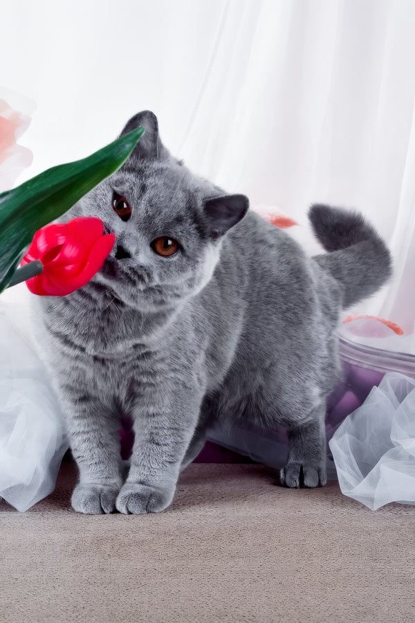 Evseya | British Shorthair Kitten