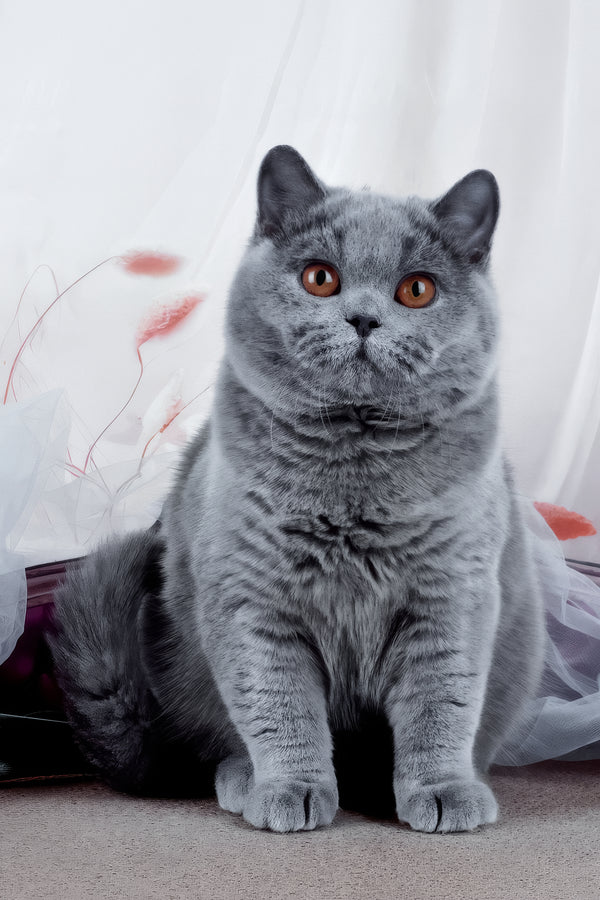 Evseya | British Shorthair Kitten