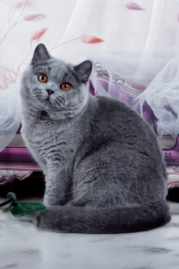 Evseya | British Shorthair Kitten