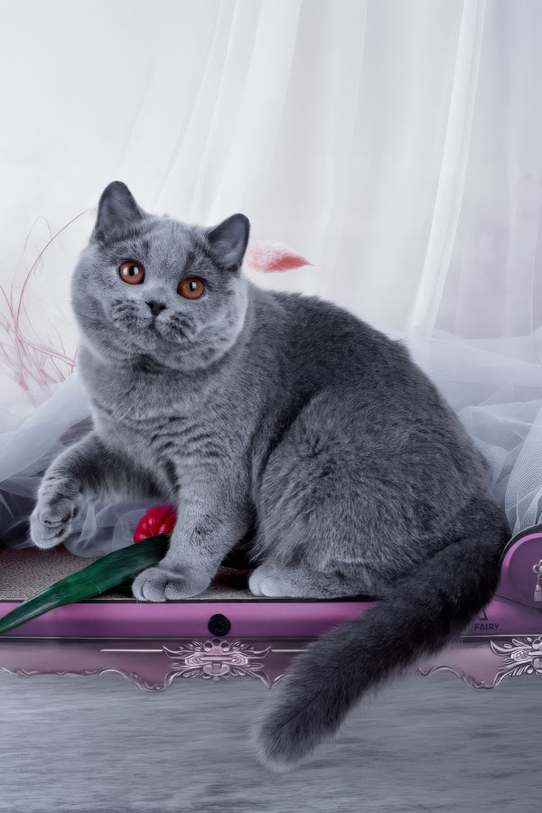 Evseya | British Shorthair Kitten