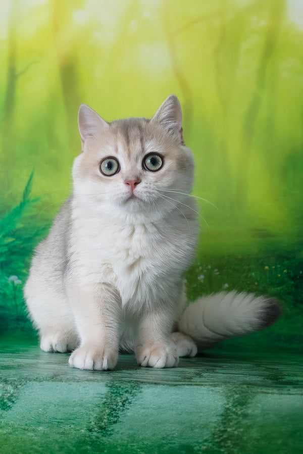Ilona | British Shorthair Kitten