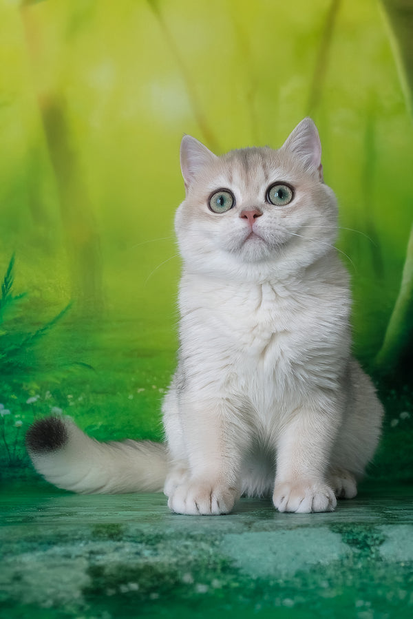 Ilona | British Shorthair Kitten