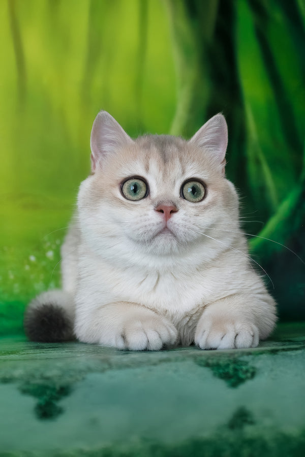 Ilona | British Shorthair Kitten
