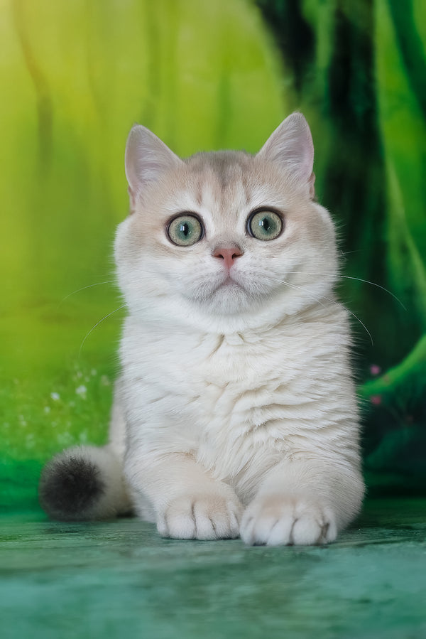 Ilona | British Shorthair Kitten