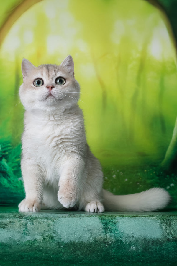 Ilona | British Shorthair Kitten