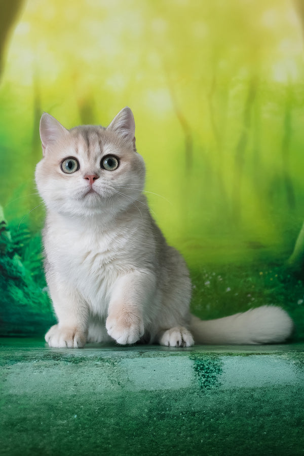 Ilona | British Shorthair Kitten