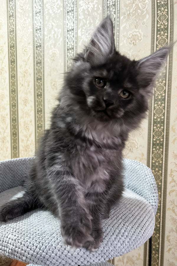 Fabbi | Maine Coon Kitten