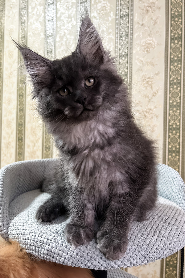 Fabbi | Maine Coon Kitten