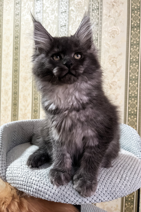 Fabbi | Maine Coon Kitten