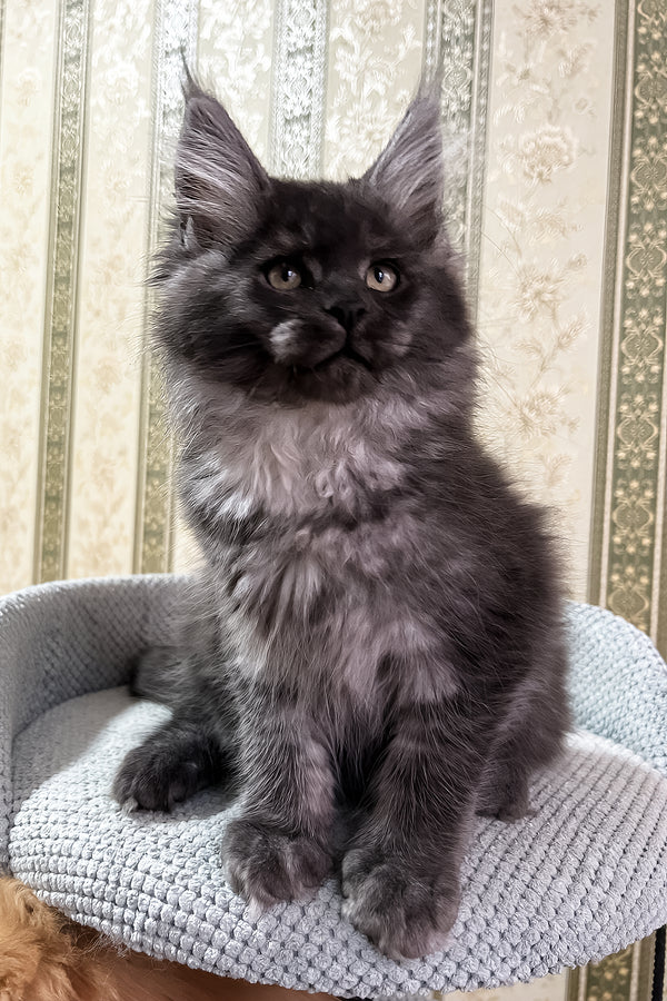Fabbi | Maine Coon Kitten