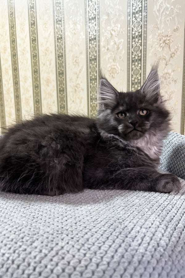 Fabbi | Maine Coon Kitten