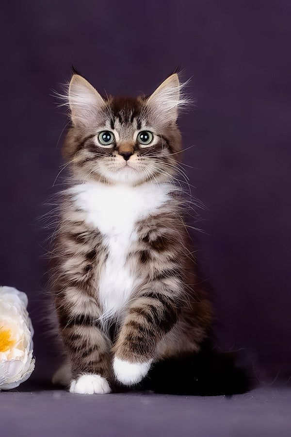 Fabian | Siberian Kitten
