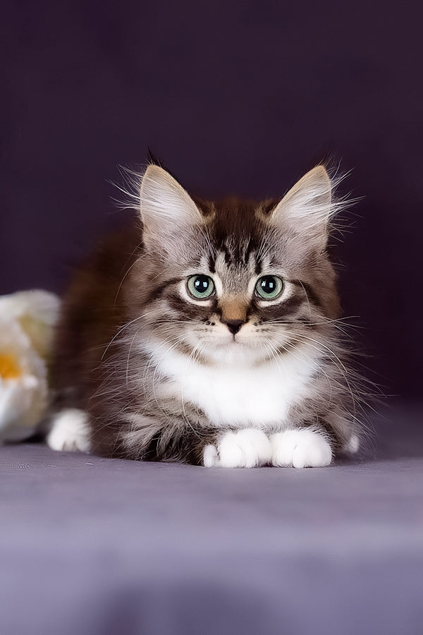 Fabian | Siberian Kitten