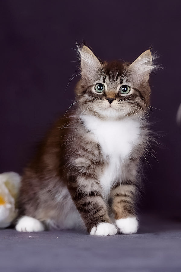 Fabian | Siberian Kitten