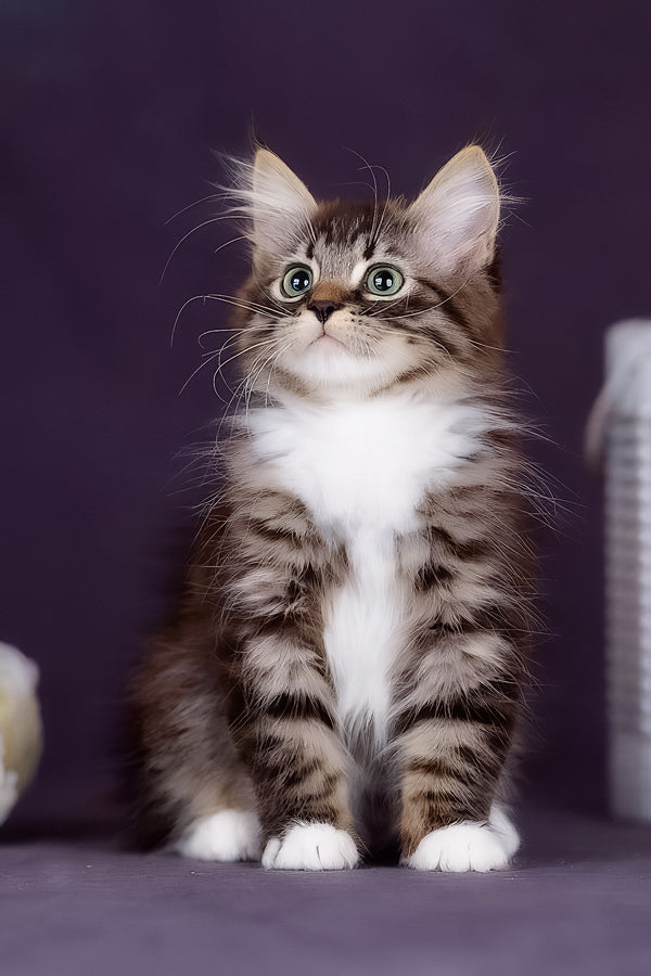 Fabian | Siberian Kitten