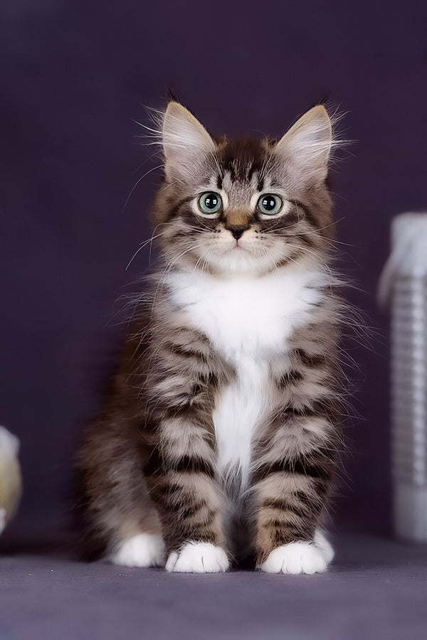 Fabian | Siberian Kitten