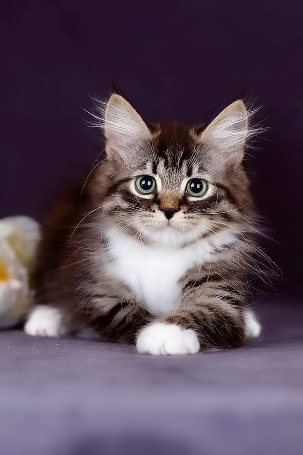 Fabian | Siberian Kitten
