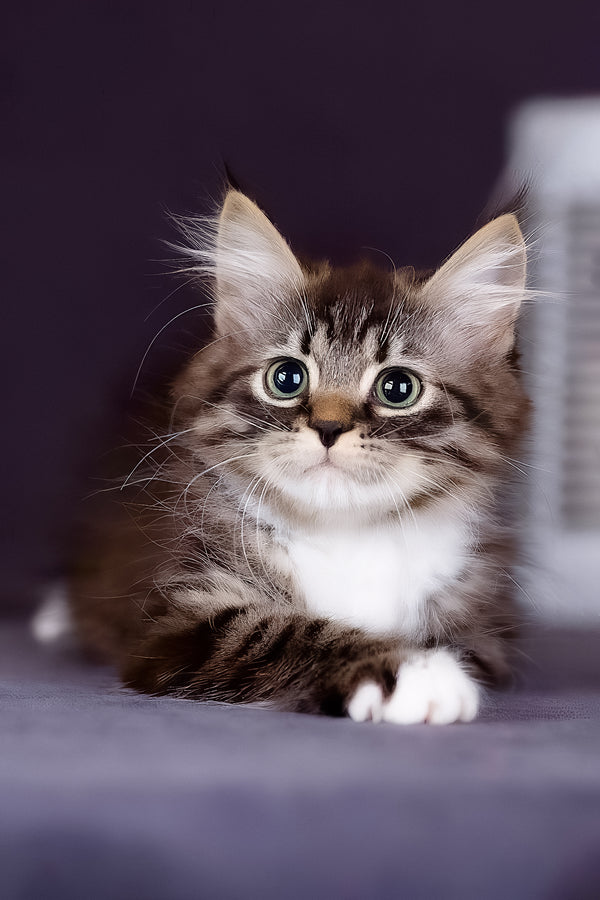 Fabian | Siberian Kitten