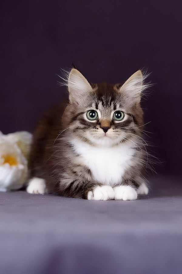 Fabian | Siberian Kitten