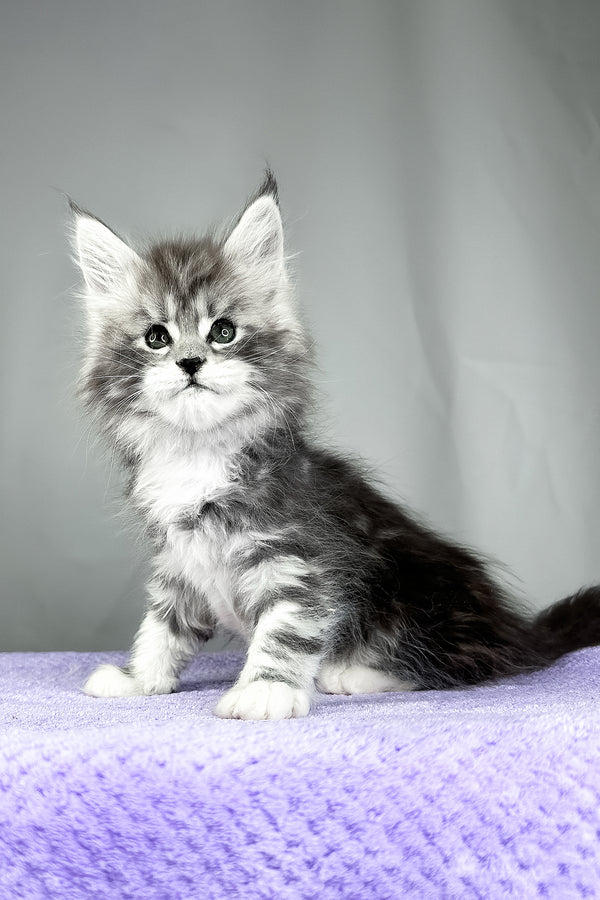 Fabian | Maine Coon Kitten