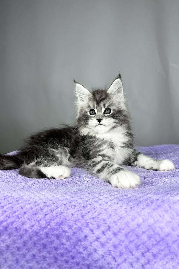 Fabian | Maine Coon Kitten