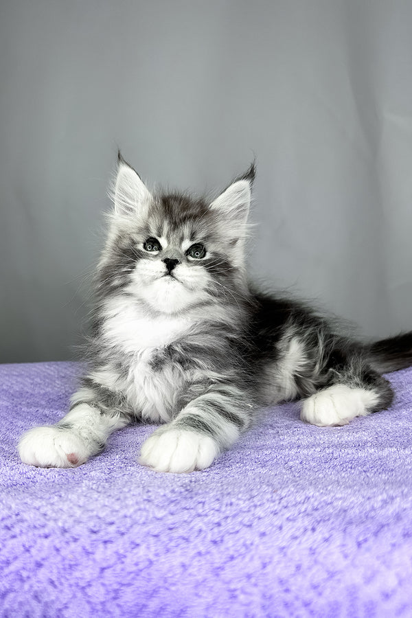 Fabian | Maine Coon Kitten