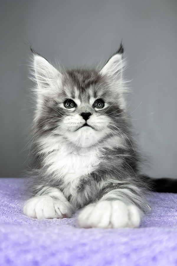 Fabian | Maine Coon Kitten