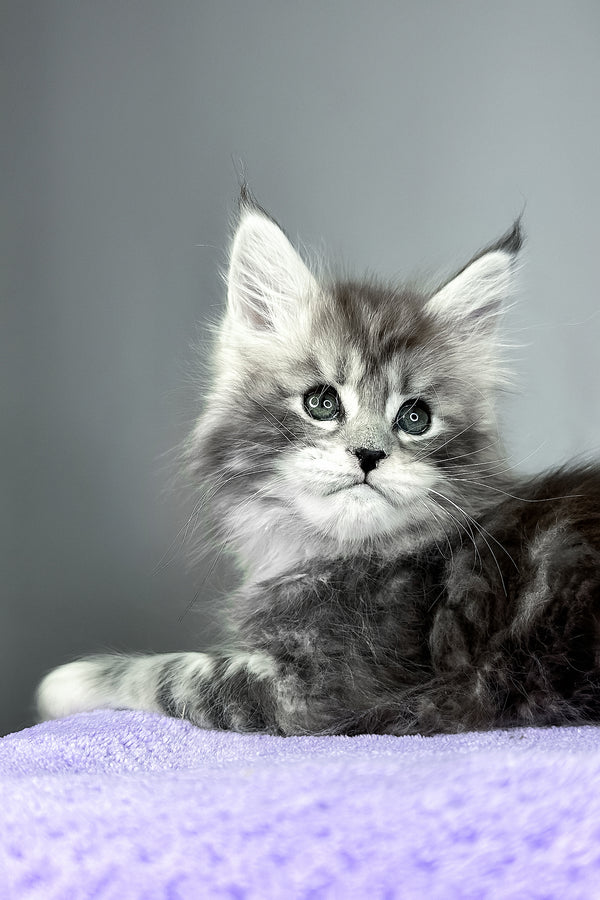 Fabian | Maine Coon Kitten