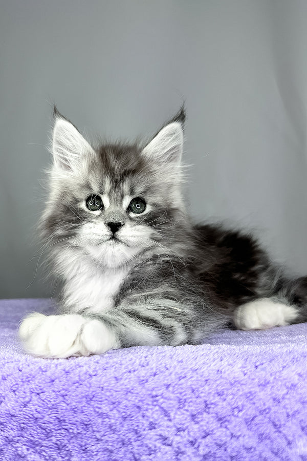 Fabian | Maine Coon Kitten