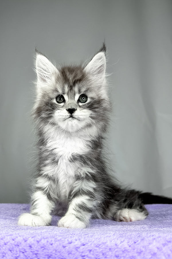 Fabian | Maine Coon Kitten