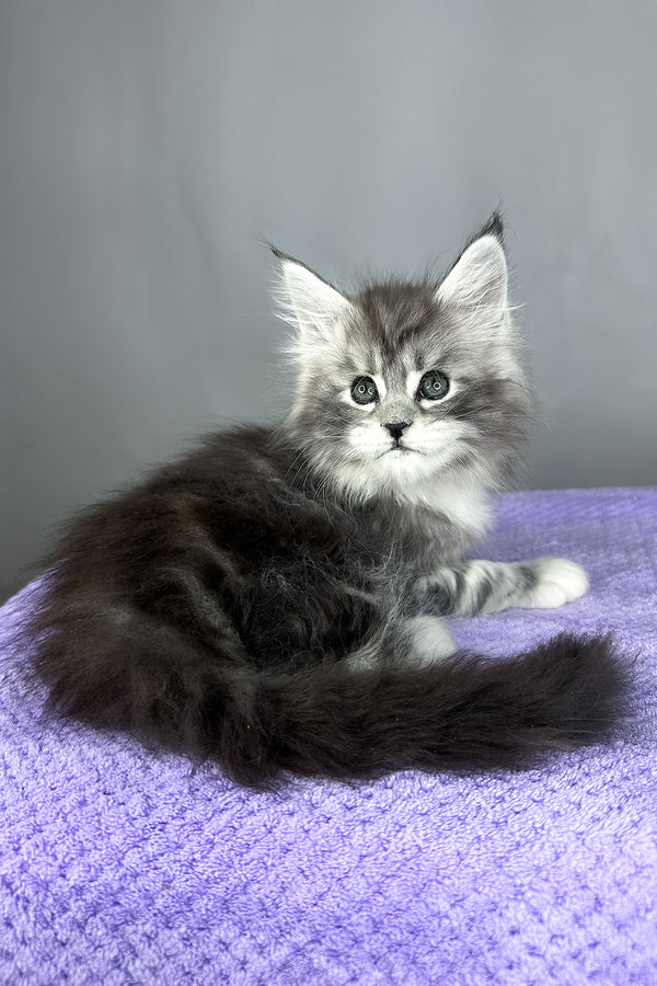 Fabian | Maine Coon Kitten