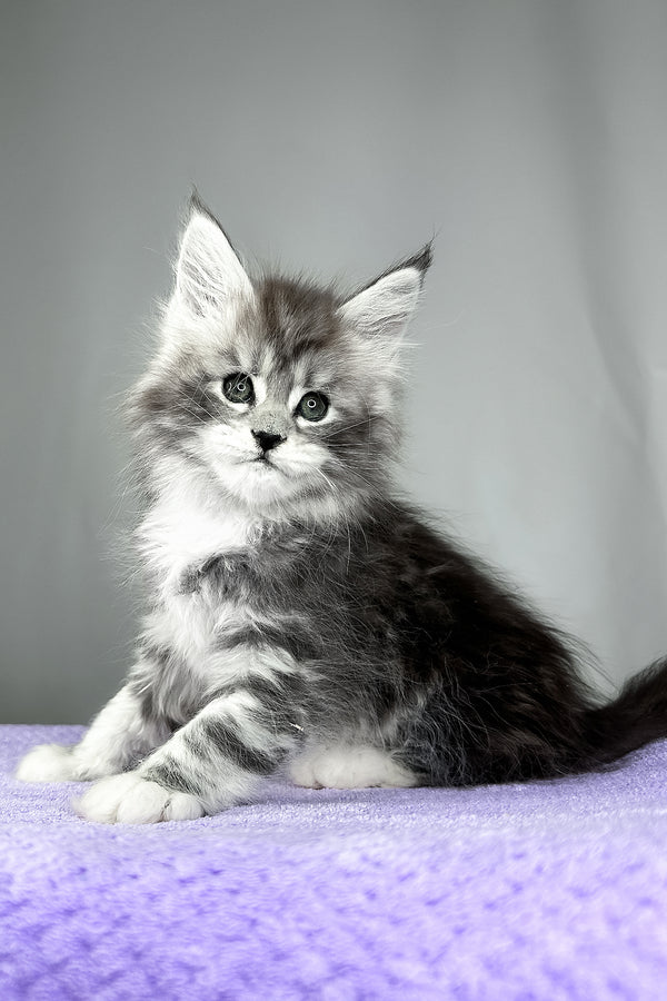 Fabian | Maine Coon Kitten
