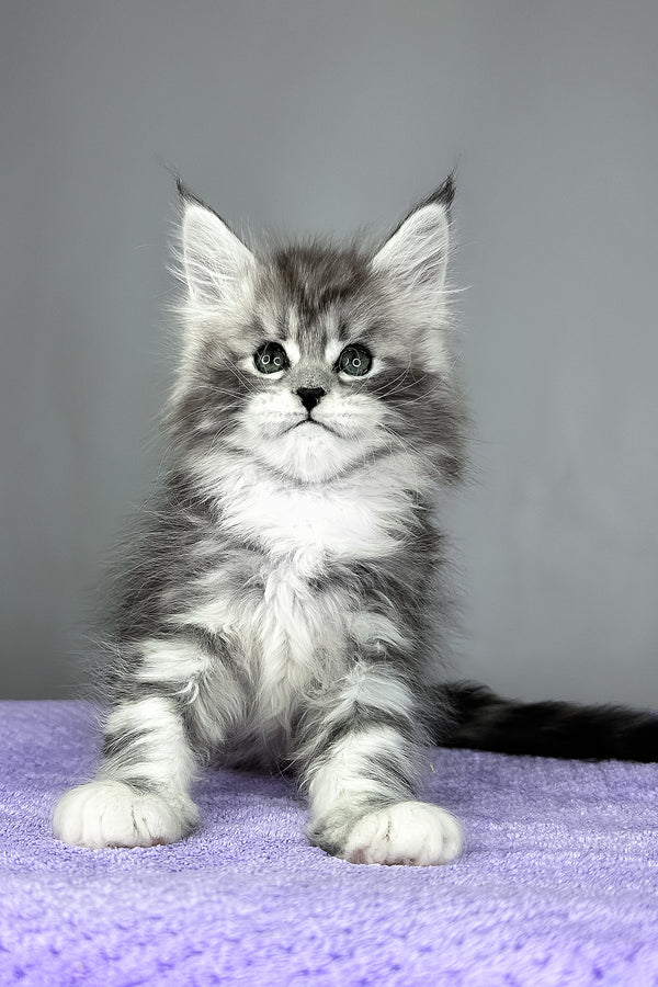 Fabian | Maine Coon Kitten