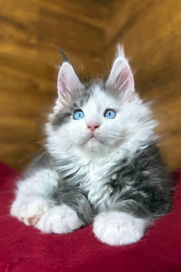 Fabian | Maine Coon Kitten