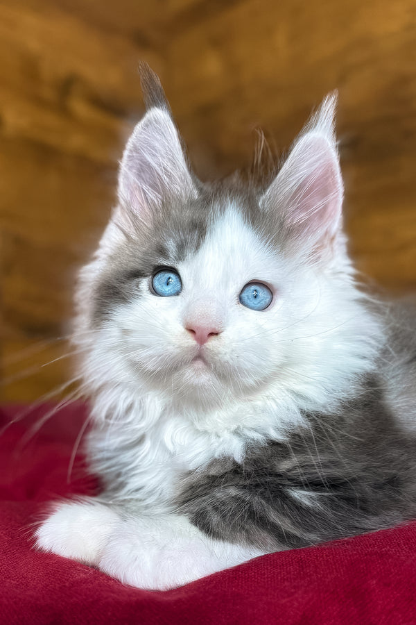 Fabian | Maine Coon Kitten