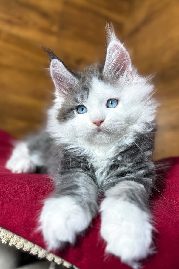 Fabian | Maine Coon Kitten