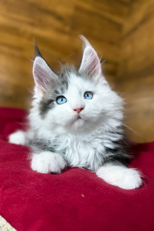 Fabian | Maine Coon Kitten