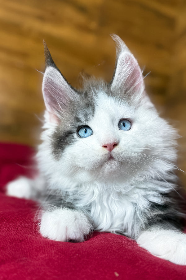 Fabian | Maine Coon Kitten