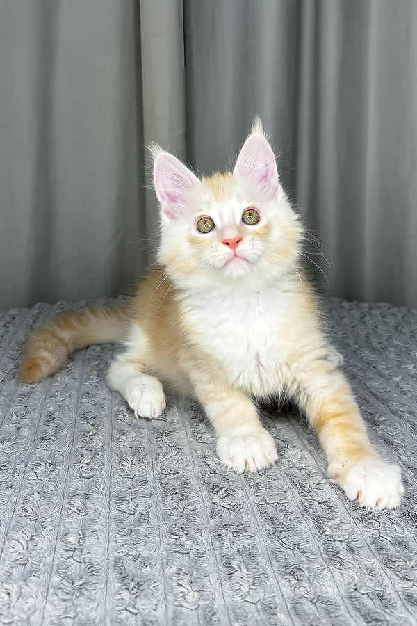 Fabian | Maine Coon Kitten
