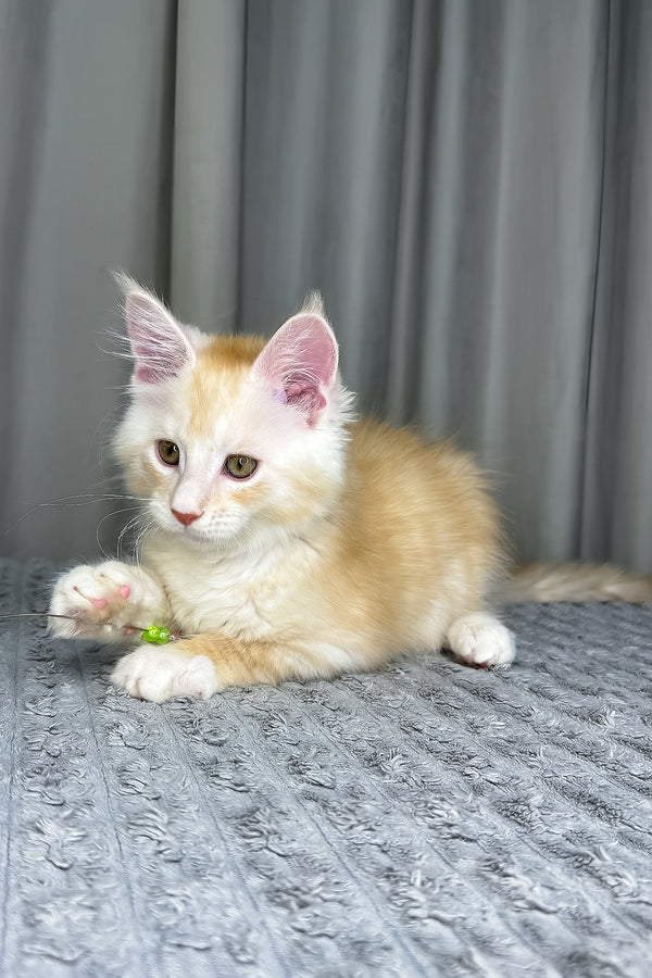 Fabian | Maine Coon Kitten