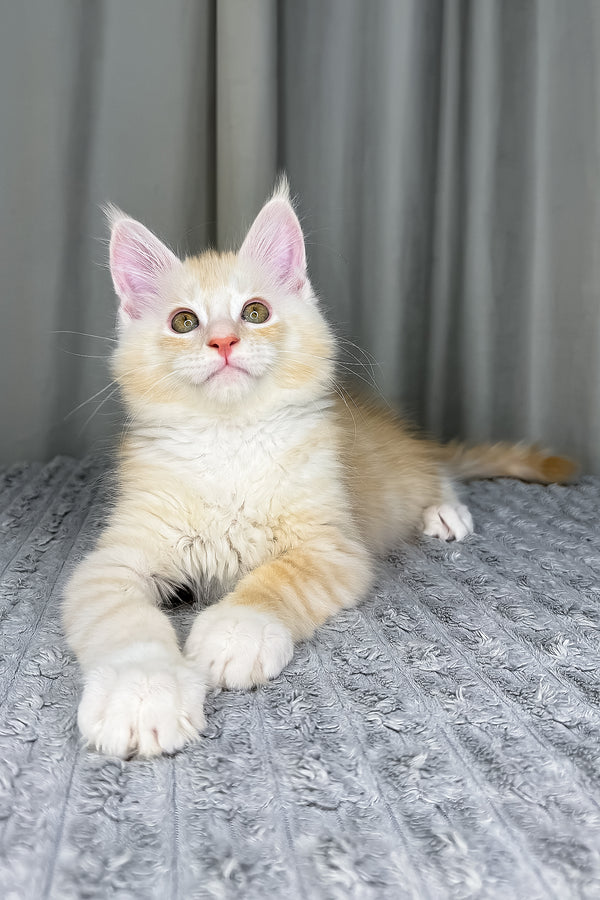 Fabian | Maine Coon Kitten