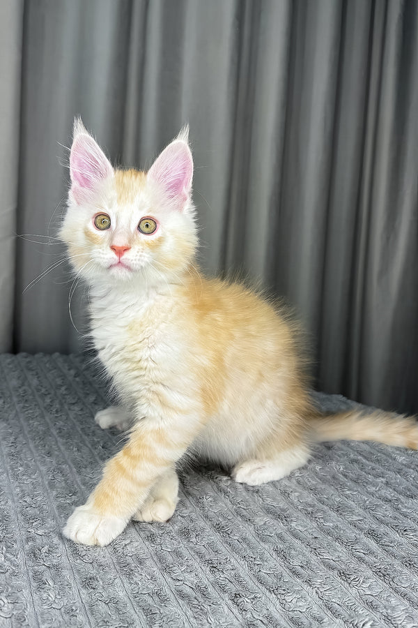 Fabian | Maine Coon Kitten