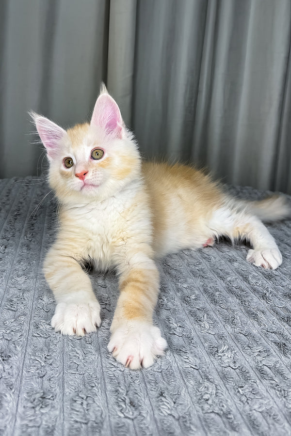 Fabian | Maine Coon Kitten